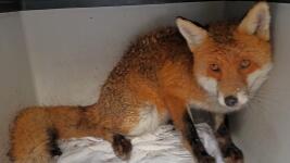 archa lišák ze smyčky